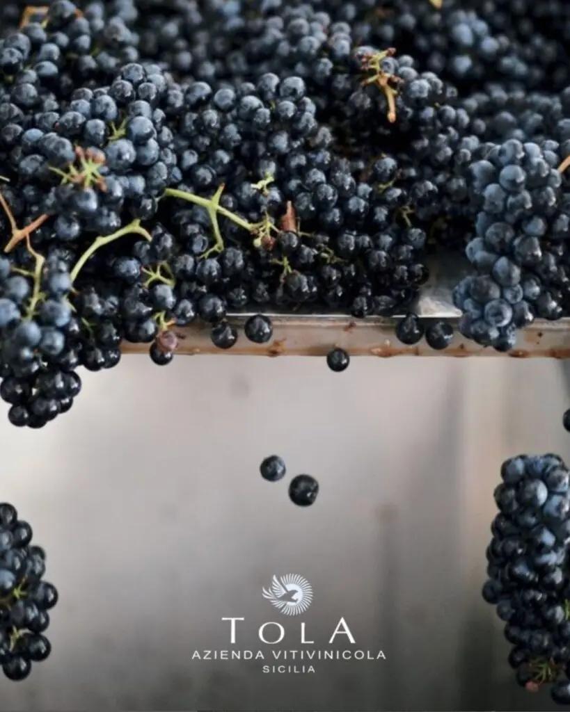 Tola – En smak av Sicilien, rotad i passion och plats