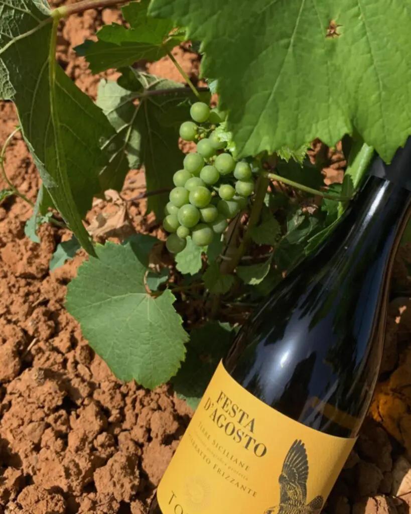 Tola – En smak av Sicilien, rotad i passion och plats