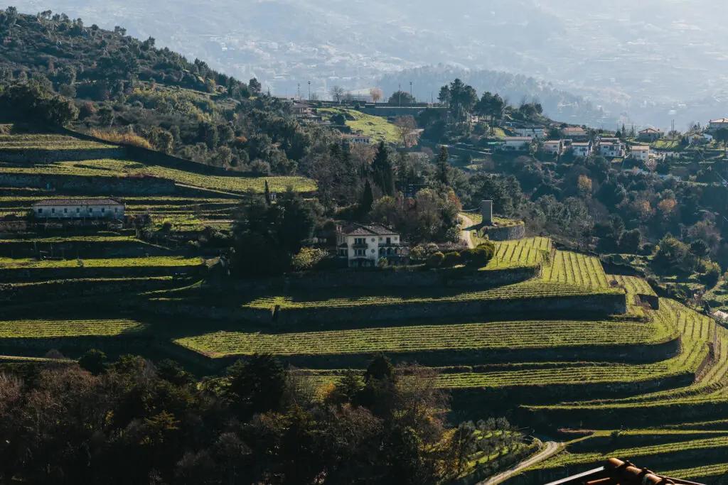 Rena viner från Portugals hjärta 