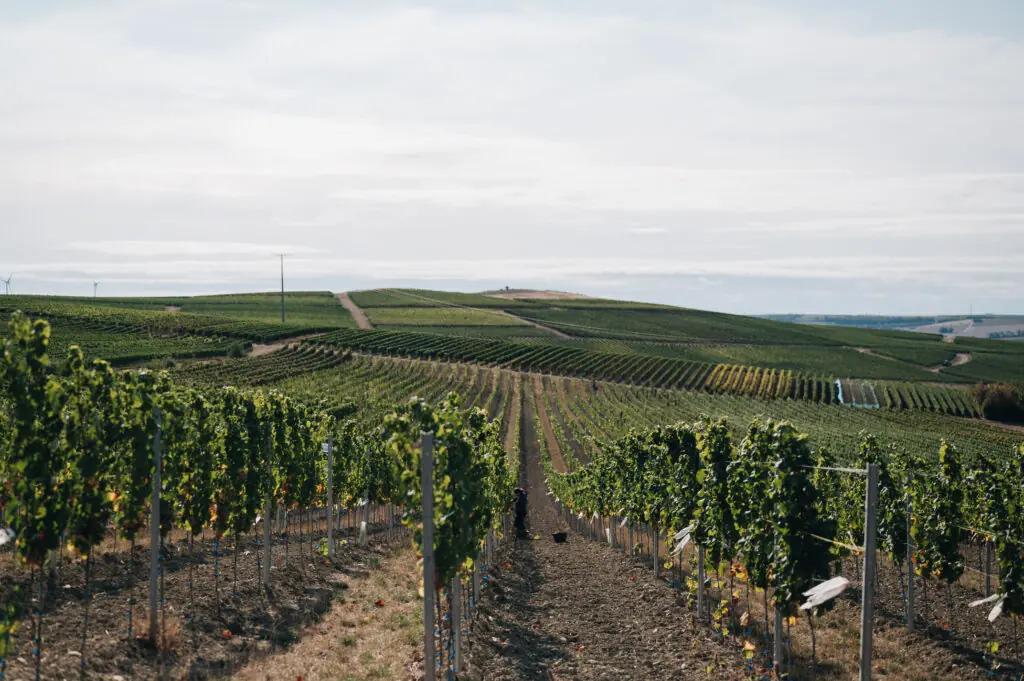 Upptäck Neverland Vineyards – En ekologisk drömvärld i hjärtat av Tyskland