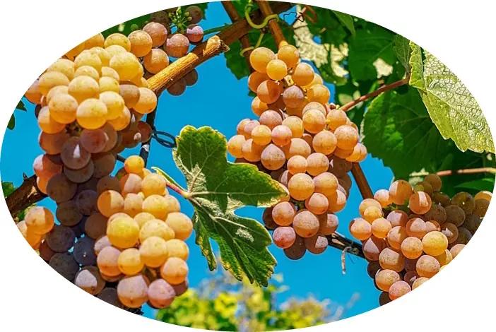 4 italienska vita viner du borde prova