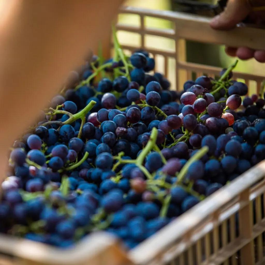 Hills pärla: Den bestående själen i Valpolicella