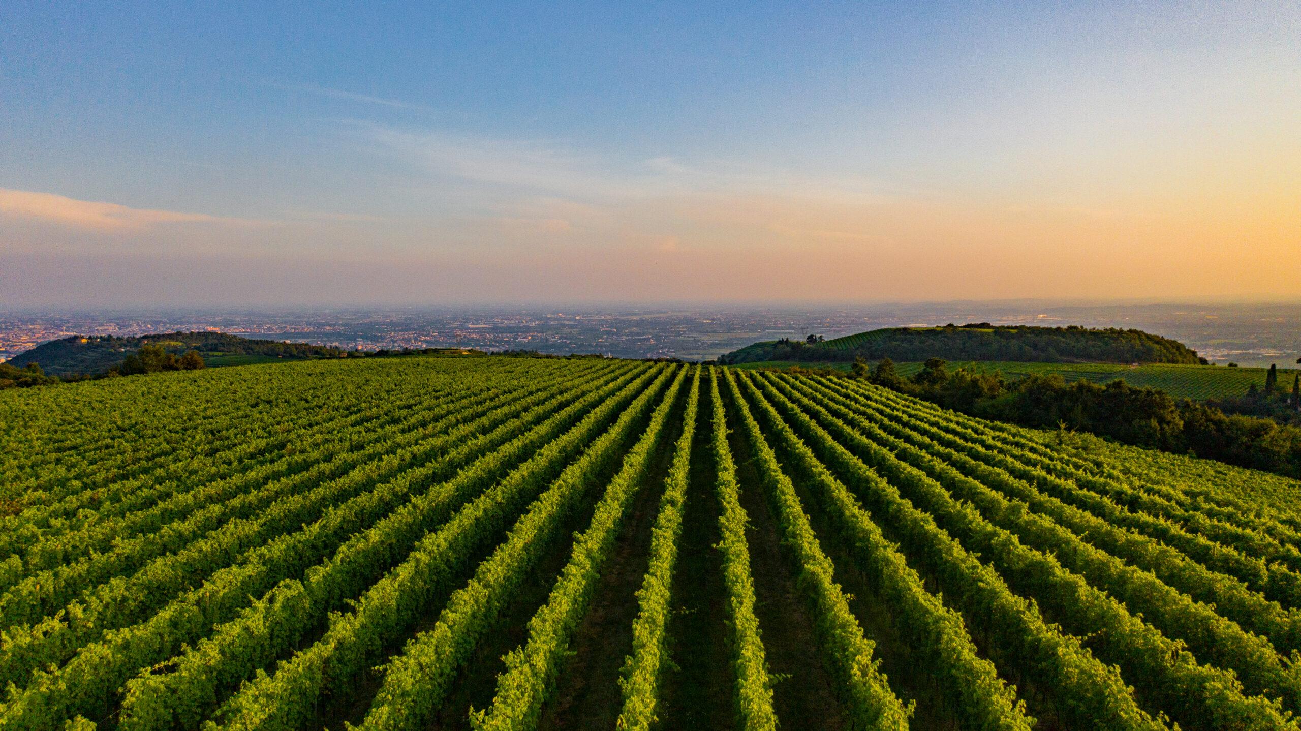 Hills pärla: Den bestående själen i Valpolicella