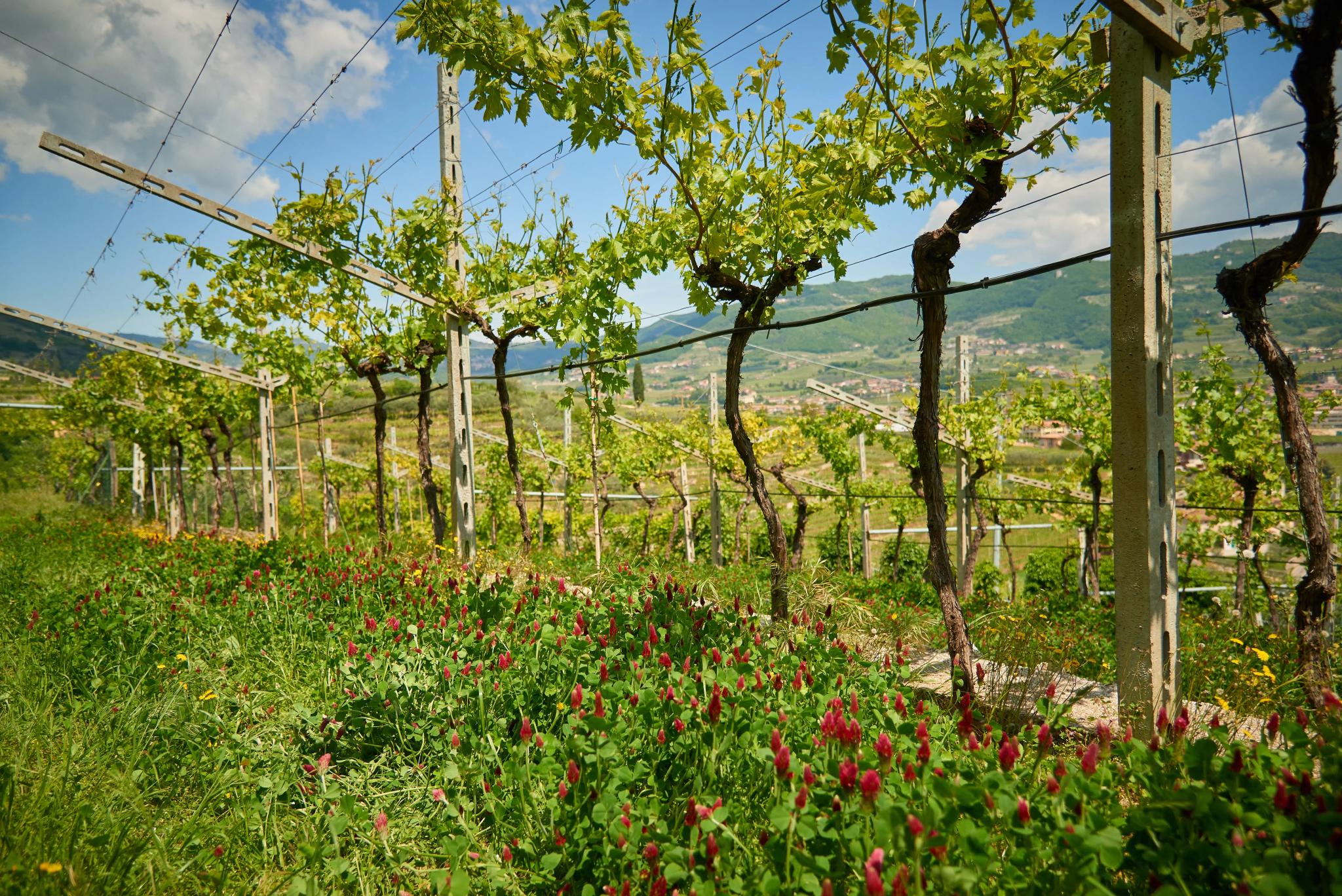 Vigna ’800: Ett arv rotat i tradition och jord