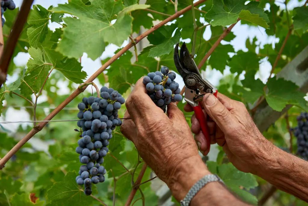 Vigna ’800: Ett arv rotat i tradition och jord