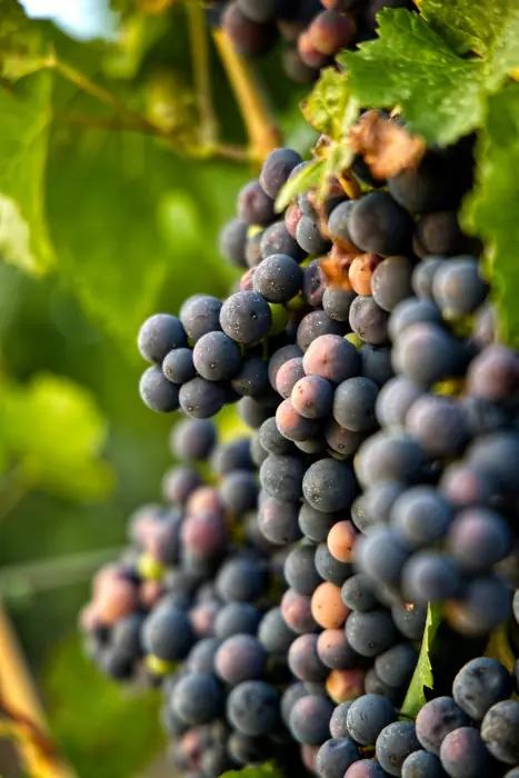 Pinot Noir från Tasmanien med skaldjur