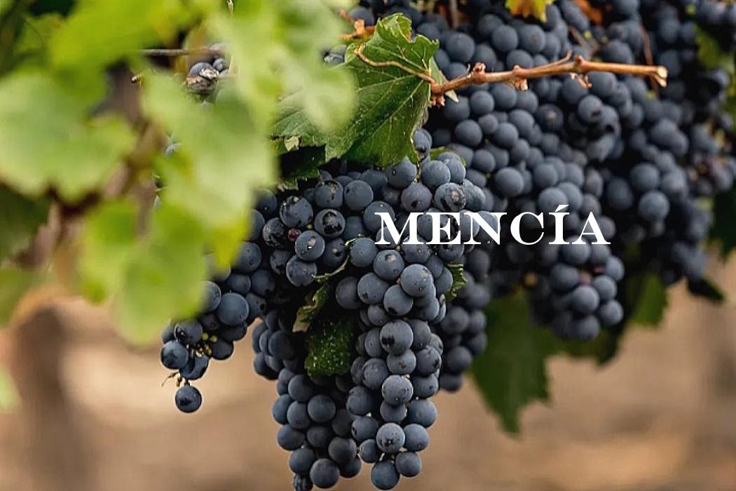 Mencía – glömd stjärna gör comeback