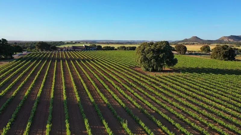 Señor Burro Orgánico – Spaniens modiga och miljömedvetna rödvin