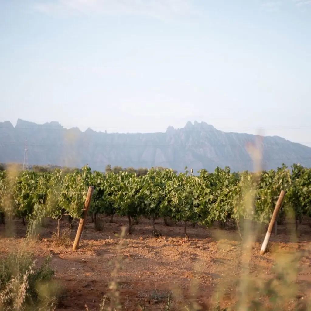 Maria Rigol Ordi – Där tradition möter elegans