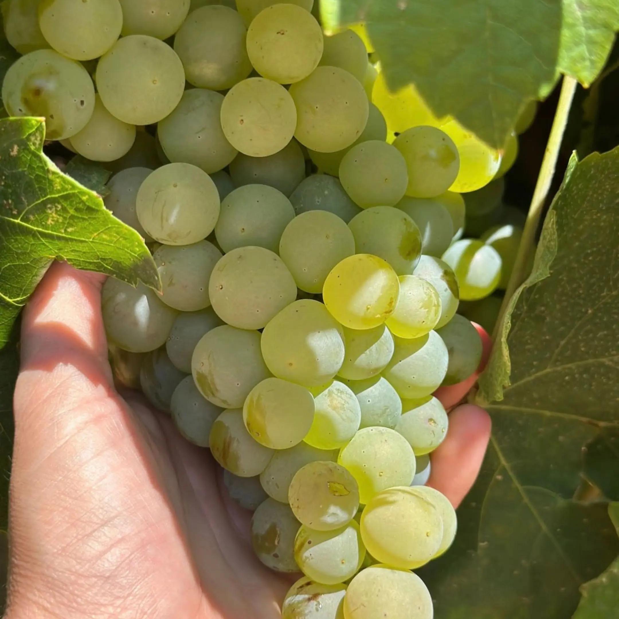 Maria Rigol Ordi – Där tradition möter elegans