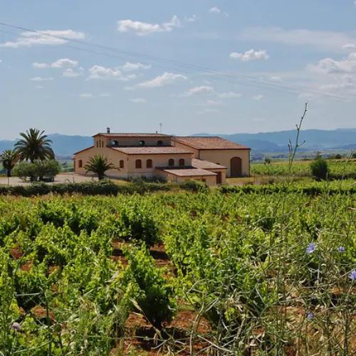 Biopaumerà: Ekologiskt vin med rötter i det katalanska landskapet