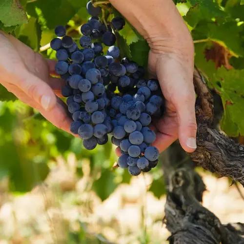 Domaine Tour Saint Michel: Familj, finess och kraft från Châteauneuf-du-Pape