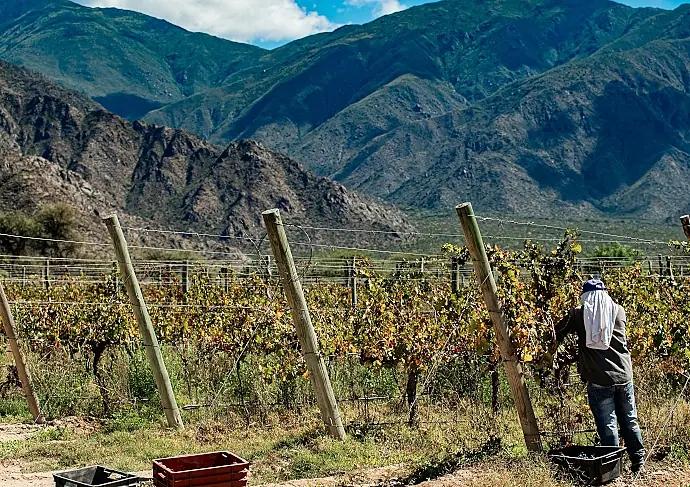 När gamla vinregioner blir som nya