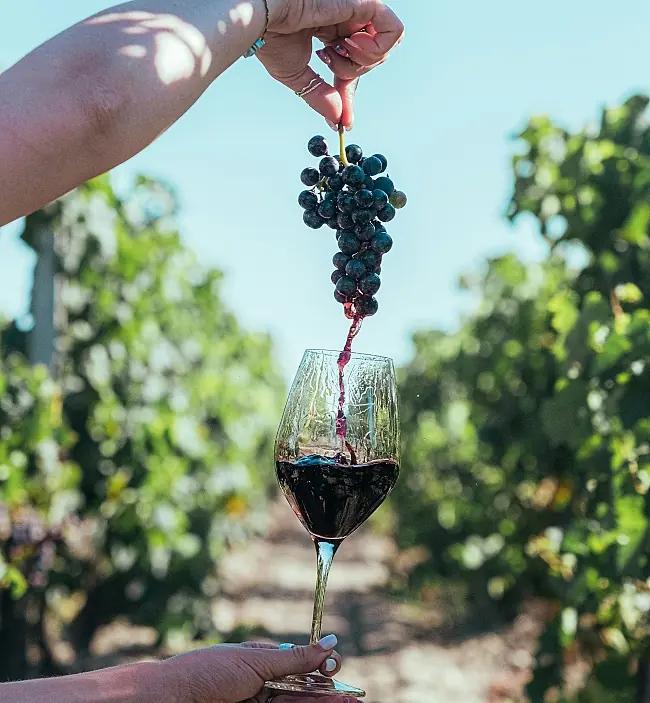 Come-back-druvor att hålla ögonen på