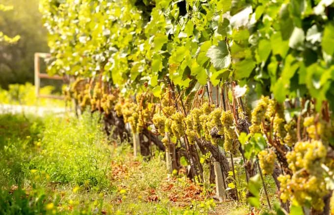 Tyska viner ändrar sina vinbeteckningar