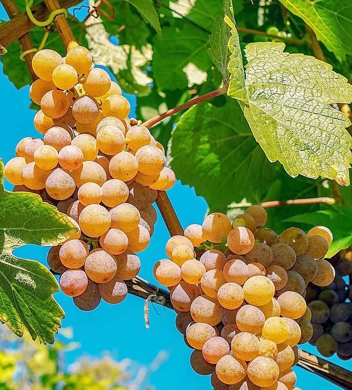 Regionen Champagne godkänner ny druva