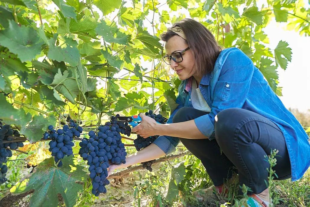 gamla druvor - omslagsbild