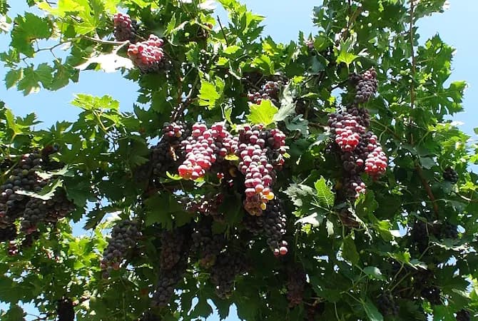 Kliv in med oss i finvinets värld 