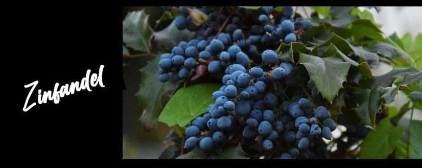 Zinfandel 2 omslag druvor