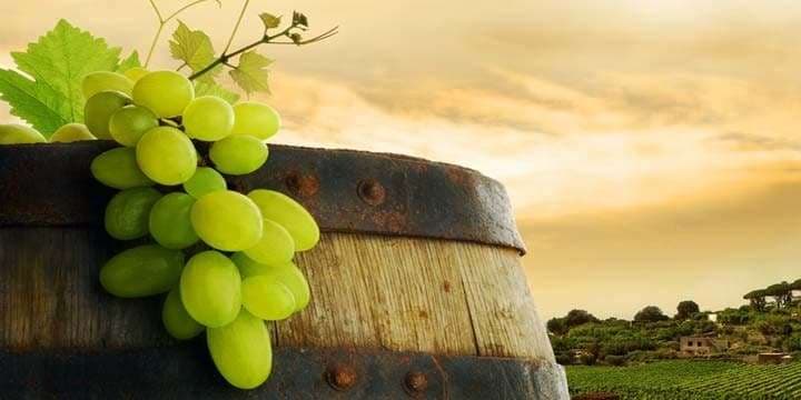 wine-barrel-grapes-and-vineyard