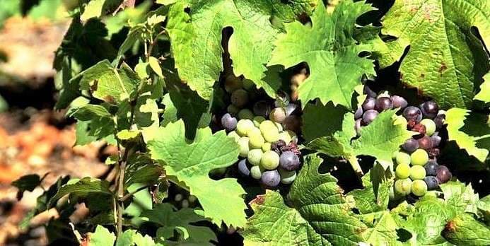 beaujolais-gamaydruvor