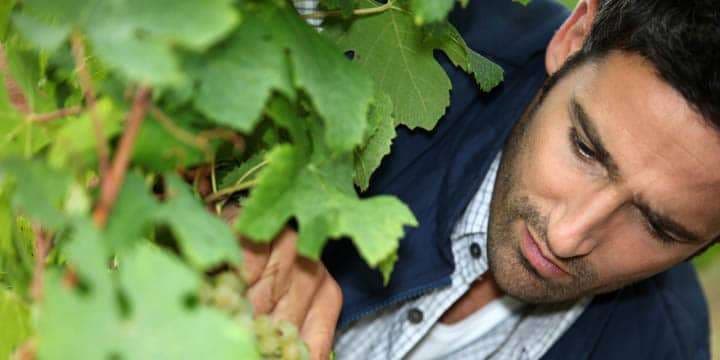 man-tending-vines
