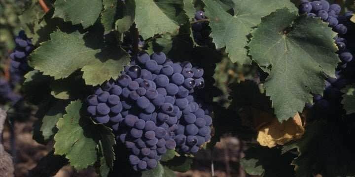 grenache-grapesphotoclaes-lofgrenwww-winepictures-com
