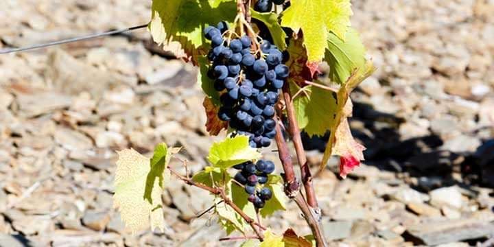 red-grapes-douro-valley-portugal