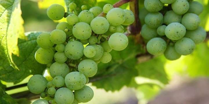 vinhovfront