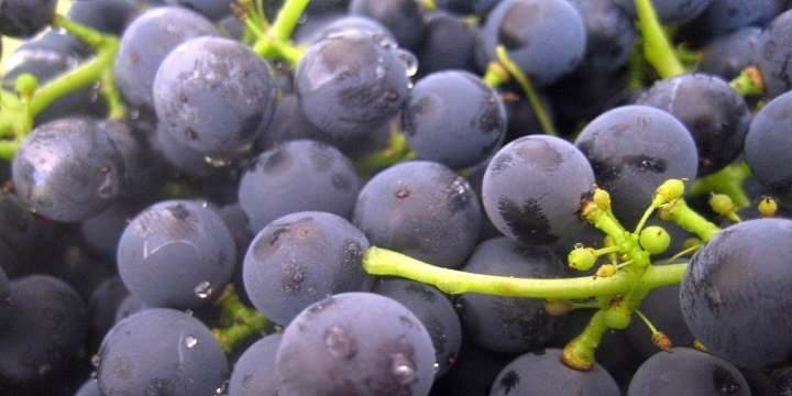 barbera1
