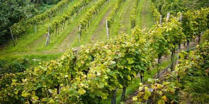 vineyard-in-lower-austria