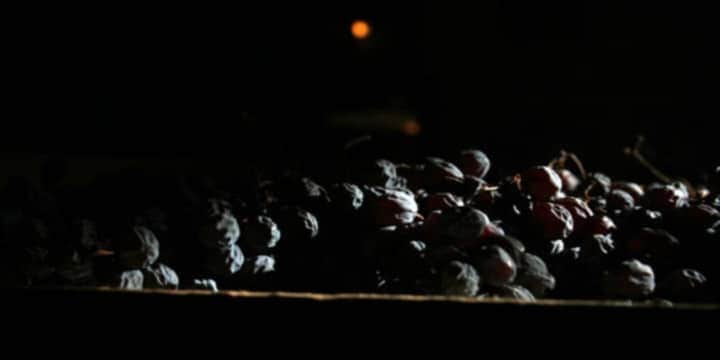 amarone-vin-druvor