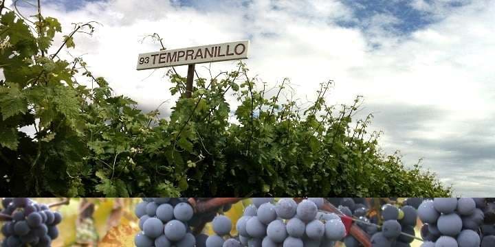 tempranillofront
