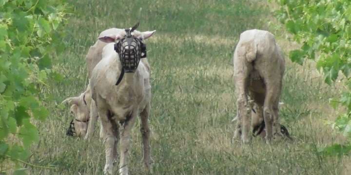 farfront