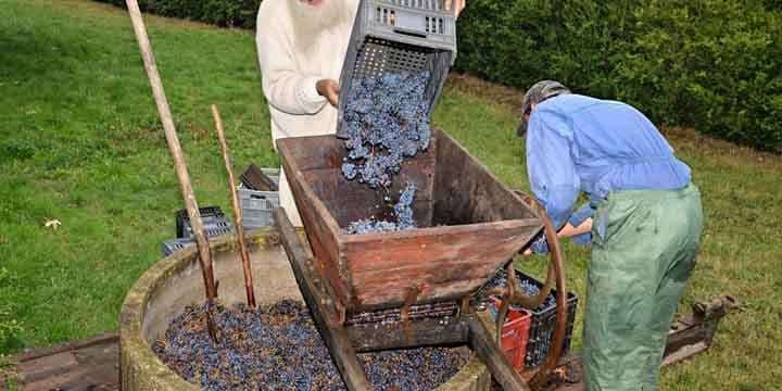 winemaker