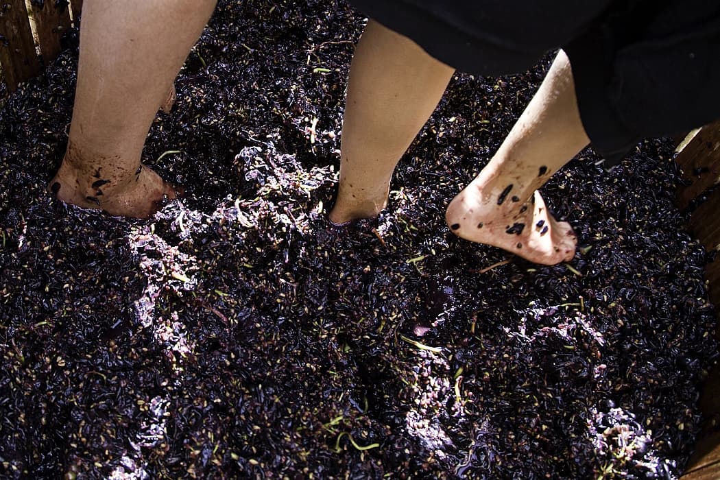 mencia