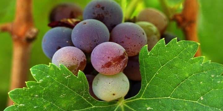 ekograpes1