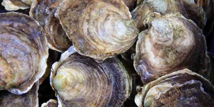 oyster-shells