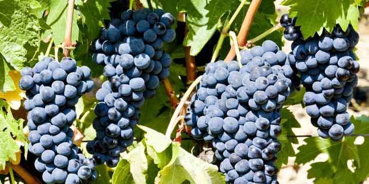 blue-grape-la-rioja-spain