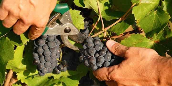 harvest-time