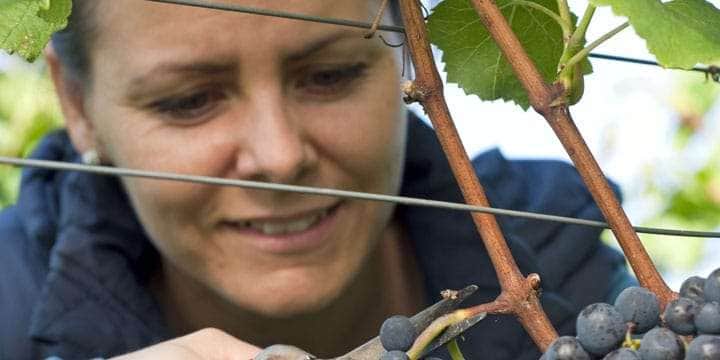 woman-picking-grapes