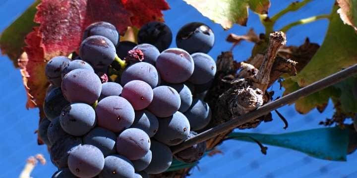 rhone_front