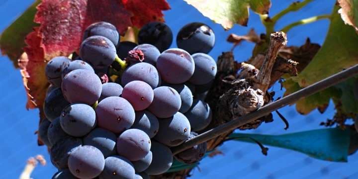 rhone_front