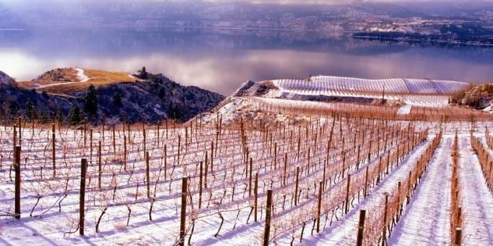 empty-harvest-grape-vines-winter-penticton-british-columbia-canada-scenic