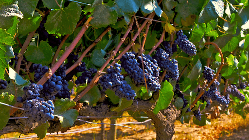 Carmenère grapes cluster in vinyard