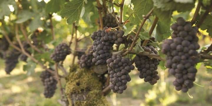 pinot-noir-druvor