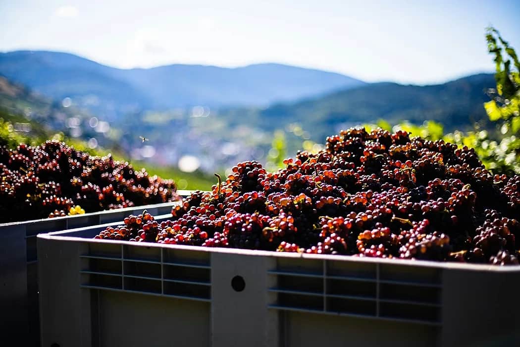 Omslagsbild för artikel om syrah- och shirazviner