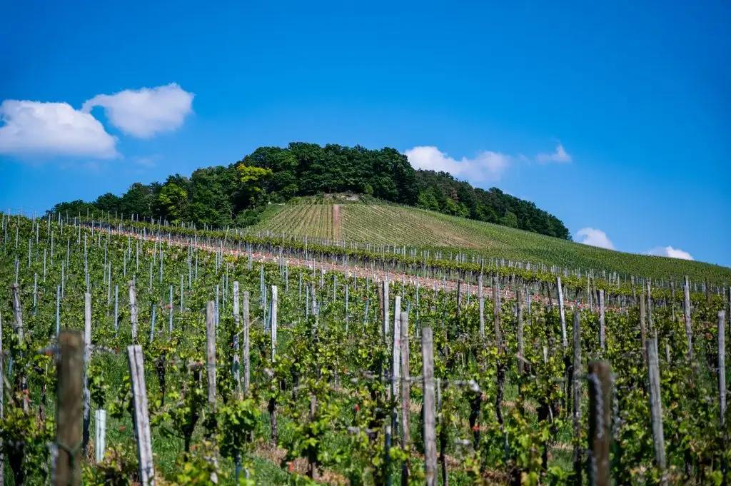 Meursault Vin