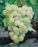 Är Chardonnay ett bra vin för nybörjare?