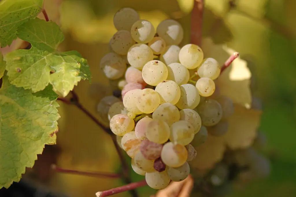 Vilken Riesling är torr?
